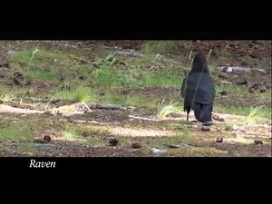 Mountain Moment: A Trio of Corvids