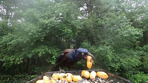 12K views · 676 reactions | Common Grackles | Critter Cam | Facebook