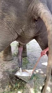 130K views · 69 reactions | #animalworld #wildanimals #tiktok #fyp #trending #viral #nature #Foryou #CoasterEnthusiast 3 | Savage Trolls | Facebook