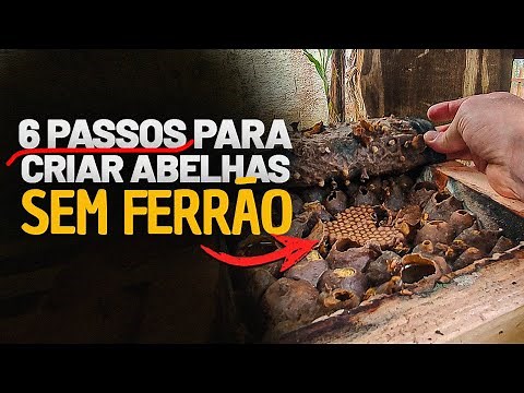 6 ESSENTIAL STEPS to Raising STINGLESS Bees! (Even if you are a beginner)