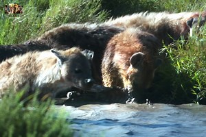 774K views · 21K reactions | Bites - [ हिन्दी डाक्यूमेंट्री ] Part 6 , #nature #bites #documentary #discovery #wildworlddocumentary | Wild World | Facebook