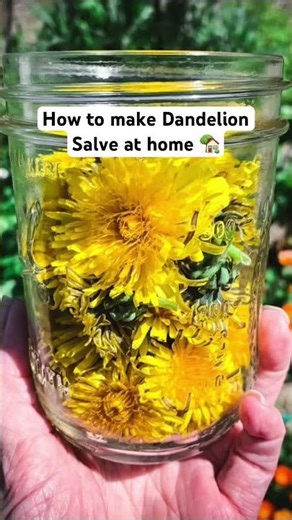 Make a Dandelion Salve 🌼 #Dandelions #DandelionSalve #Salve #Homemade #WildCrafting #Forging