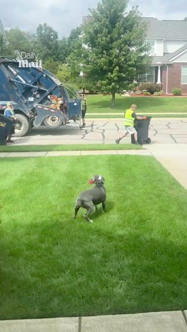 Dog waits daily to greet favorite garbage collector