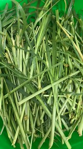 "Paragis" also known as " Wire Grass" or Eleusine indica, can be prepared in several ways for potential health benefits. Reported Benefits: 1. Blood Sugar Regulation, 2. Weight Management, 3. PCOS Management, 4. Blood Pressure Regulation, 5. Improved Digestion, 6. Antioxidant Properties, 7. Anti-inflammatory and 8. Urinary Tract Health. While many individuals have shared positive experiences with paragis, it's crucial to approach its use with caution, considering the potential benefits and risks