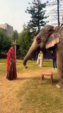 Hilarious USA Animals You Must See 😹...#bablubaz #funnyanimals #funnyshorts #funny #funnycute #funny