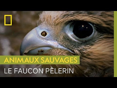 Le faucon pèlerin, animal le plus rapide du monde