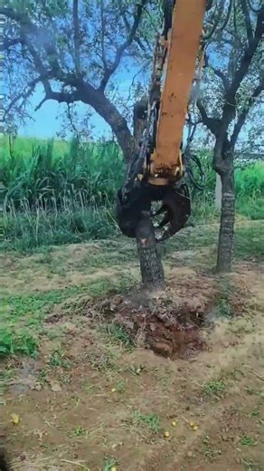 Tree uprooting process with tool 🌳🧰 #shorts #construction