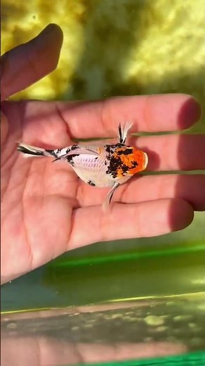 Molly fish giving birth||how to make breeding box for molly fish.🌸❤🥰💛😇🤗✅