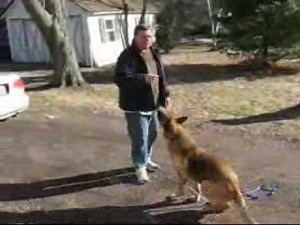 Dog Training - Use The Premack Principle For Dog Training