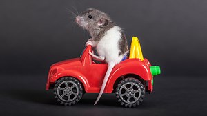Rats love driving tiny cars, even when they don’t get treats