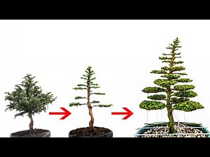 Cryptomeria Japonica - Refinement
