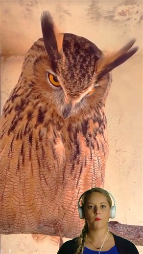Funny behavior of an owl