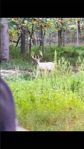Deer Hunting with Shotgun | Perfect Shot #DeerHunting #ShotgunHunting #Hunting #DeerHunt #Hunting