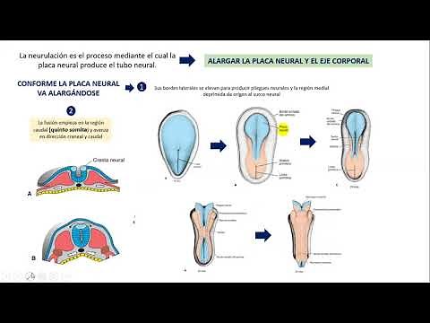 EMBRIOLOGIA: NEURULACION- CIERRE NEUROPORO