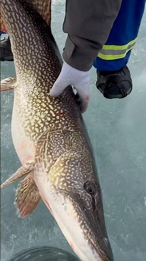 Is This The Biggest Northern Pike You’ve Ever Seen?
