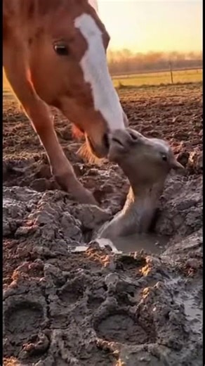 A brave horse… but the ending is crue