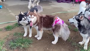 26K views · 1.4K reactions | New Vlog is Up! May BOyfiend n si Mishka! Full Video  https://youtu.be/xyHSCi_Kvr4 | Husky Pack TV | Facebook