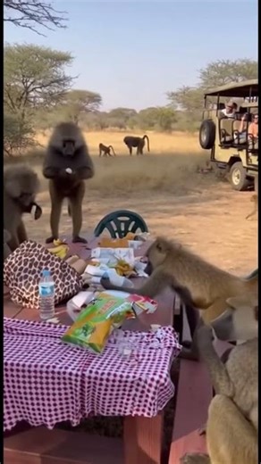 Baboons Gone Wild – Stealing Snacks at Safari Camp