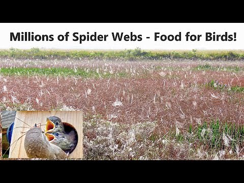 Birds Eat Spiders and Steal Insects From Their Webs
