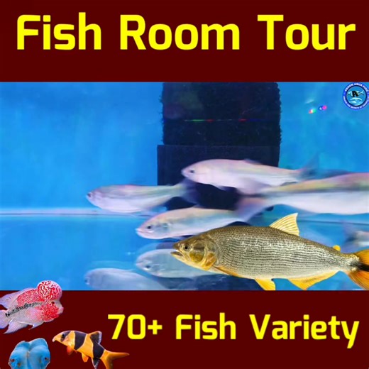 295K views · 4.6K reactions | Full Tour of Ashok Aqua Fish Room 戀 #ashokaquafish #fishcare #fishkeeping #viral #aquariumhobby #aquariumlife #giantfish | Ashok-Aqua | Facebook