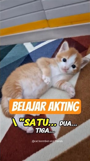 Boby the cat is 3 weeks old Mini Actor: Take 1!”. #BabyKitten #CuteCat #KittenActing #cat