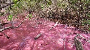 11K views · 124 reactions | On today's nature tour we are in the village of Mt Pleasant Carriacou with an interesting piece. Check it out for it is very amazin !! | Explore Carriacou and Petite Martinique | Facebook