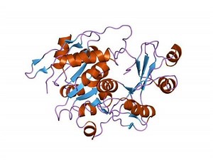 Adenosine kinase - Alchetron, The Free Social Encyclopedia