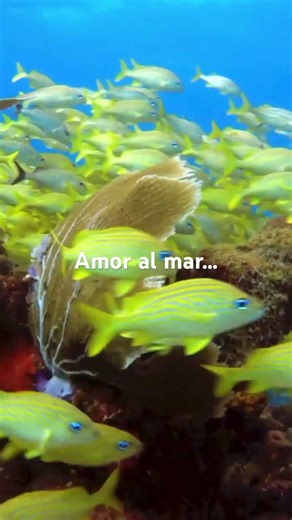 🤿 ¡El Arrecife más INCREÍBLE de México!