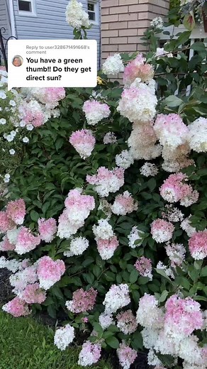 Vanilla Strawberry Hydrangeas Care Tips and Pruning Techniques