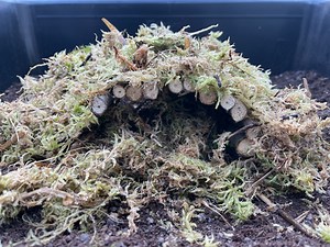 NATURAL HUMIDITY HIDE | THE TORTOISE HUT