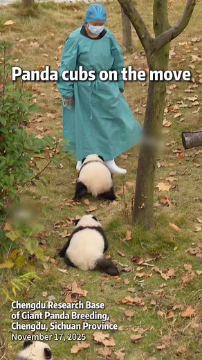On Monday at the Star Nursery House of the #Chengdu Research Base of Giant #Panda Breeding, fluffy cubs waddled and tumbled, eagerly trying to keep up with their keepers. Netizens swooned: "Being a panda keeper is the dream job I envy most!" #TrendinginChina | Xi's Moments
