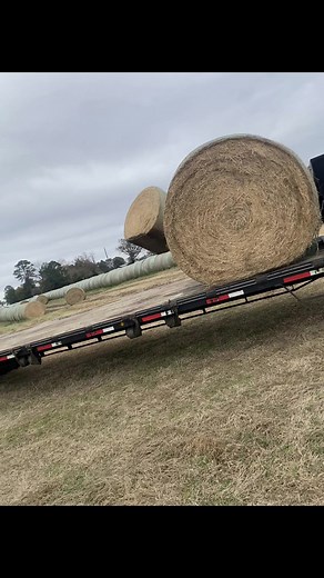 Hanging with him never gets old #fyp #haulinghay #farmlife #rhfarms #easttexas @Rusty Holland