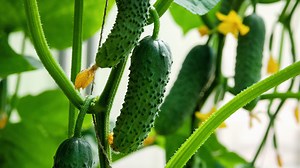 10 Of The Best Summer Vegetables To Grow In Containers