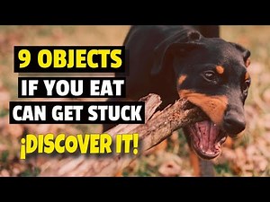 🐶🥢9 MOST common OBJECTS that DOGS SWALLOW (SOS)