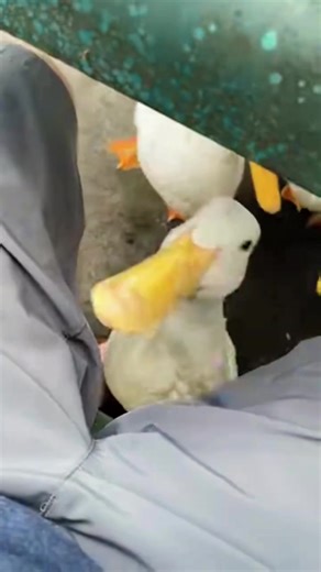 😭😭😭##animals #fyp#cute#funny#viral | animals