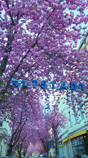 Springtime in Altstadt: The Bloom of Bonn🌸 #altstadt #cherryblossomseason