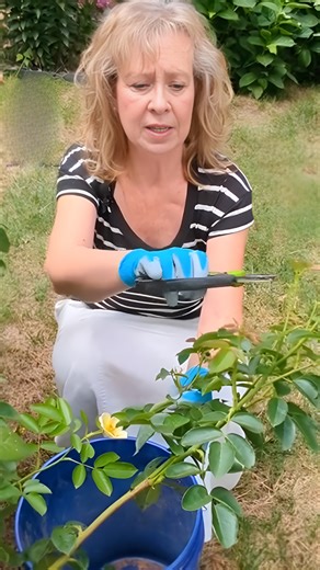 Fall rose care: How to prune and trim your roses