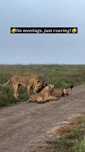 When You Hate Meetings but Love Roaring! 🦁🔥😂 #animals #nature #wild #Wildlife #animal #lion #safari #fblifestyle #Nature #LionVibes #WorkFromWild | Fyado fun