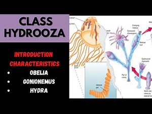 Class Hydrozoa |Introduction & Characteristics| Obelia |Gonionemus |Hydra Miller &Harley chap09