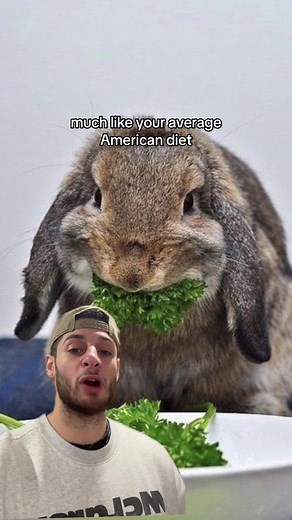 Silly wabbit tricks are for kids #animalfacts #rabbit #bunny #animals #foryoupage