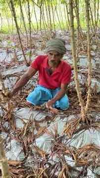 ഷീറ്റ് വിരിച്ച് കപ്പ കൃഷി #farming