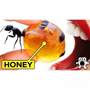 Tasty Insects You Can Eat 🐝🐛 Experts predict we’ll all be eating bugs in the future. Packed with protein, bugs are a perfect meat substitute, if only we can get over the taste. Could we all be swapping out our Kentucky Fried Chicken for Chinese Fried Cockroaches? Let's find out now! 🐛🐝 | Be Amazed