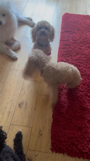 Thank you to everyone who has reached out to ask how that pesky lil sis of mine is after scoffing a box of ‘Teatime Treats’ which were left unattended in the car for all of 10 minutes 🙄 Thankfully the Rocket is back to firing on all cylinders much to the Momager’s relief 🤷‍♂️ After an unpleasant dose of the McClatcheys (runny 💩) and a raspberry loaded pile of puke 🥴 she is back to causing havoc as per usual. The Momager says she has some serious sucking up to do after this recent misdemeanor