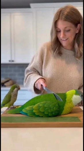 175K views · 3.7K reactions |  She cuts into the cutest parrot cake… 列 “WAIT— that’s not a cake, that’s my therapist!” And when she laughs: 列 “He was helping me with my trust issues!”  “Well, you just made them worse!” This parrot needs therapy again after this one.  #FunnyAnimals #ParrotComedy #TalkingParrot #SarcasticHumor #ViralVideo | Savage Parrot | Facebook