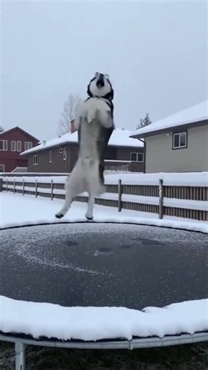Siberian Husky Jumping happy! #shortvideo #song #viral #viralvideo #youtubeshorts