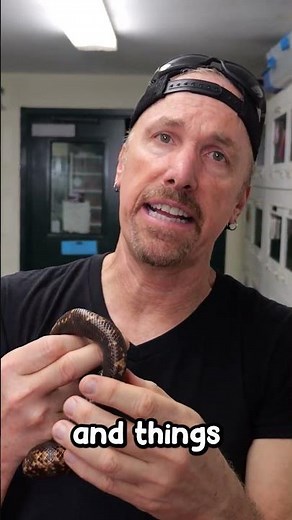 Snakes With the Beefy Heads ( Calabar Pythons )