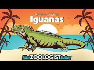 Iguanas | Fun Facts About Iguanas