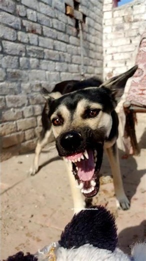 “Terrifying Aggressive Dog Sound 🐶⚠️ | Warning Growl”