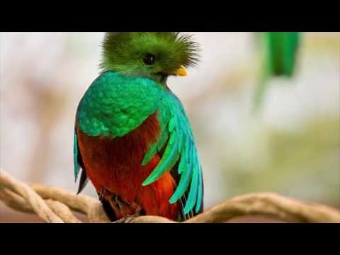 El Quetzal, epifanía de la libertad, en peligro de extinción