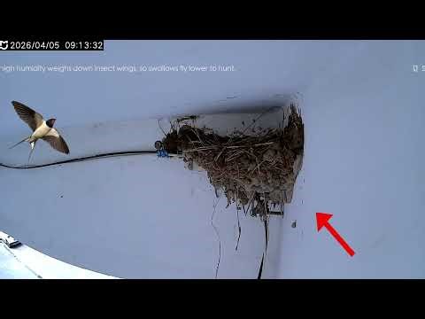 🔴ツバメが巣を作り繁殖する様子をライブ配信。春が到来し、渡り鳥のツバメが巣に戻ってきます。再び巣を作り繁殖する季節です。😊Xiaomiカメラのライブ配信🌏Mi Homeカメラのプッシュライブ配信